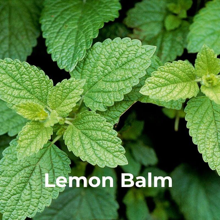 Lemon Balm (Melissa Officinalis). Used for centuries as a natural calming agent, Lemon Balm is a botanical powerhouse that supports both the mind and the body. Our high-concentration extract is designed to: REDUCE ANXIETY-RELATED GASTROINTESTINAL DISCOMFORT by relaxing the digestive system, which is often where stress hits hardest — BOOST MOOD AND SEROTONIN by preventing the breakdown of neurotransmitters responsible for well-being — FACILITATE A GENTLE TRANSITION TO SLEEP without any sedative "knock-out" effect. It provides a soothing finish to our formula, ensuring that your body feels as relaxed as your mind.
