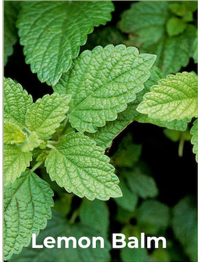 A revered herb known for its ability to reduce anxiety, calm the mind, and support a peaceful night's sleep.